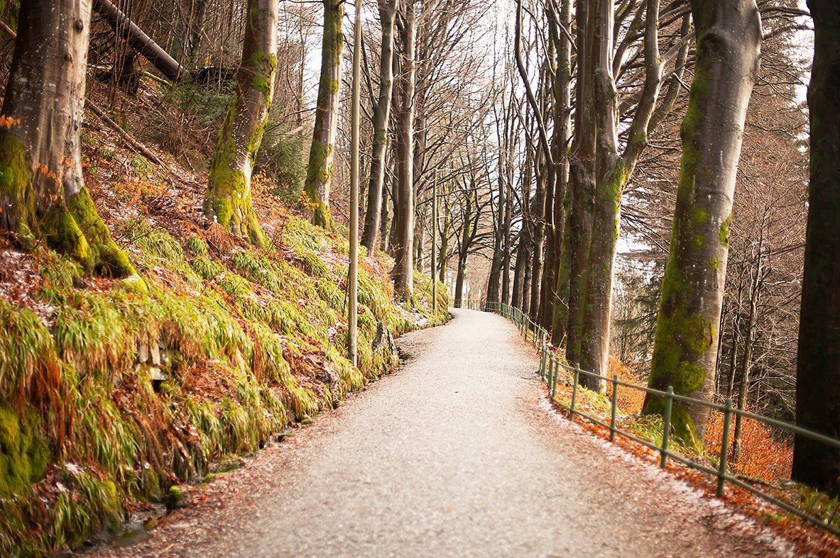 Forest trail in Western Norway